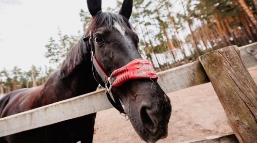 Конный клуб