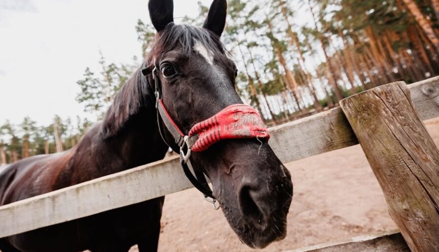 Конный клуб