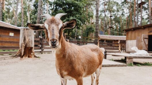 Мини-зоопарк