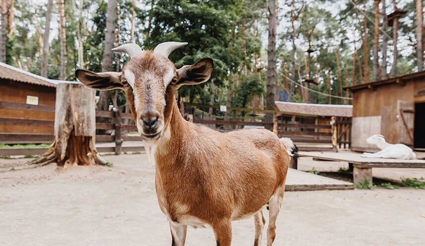 Мини-зоопарк